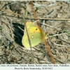 colias chrysotheme female1